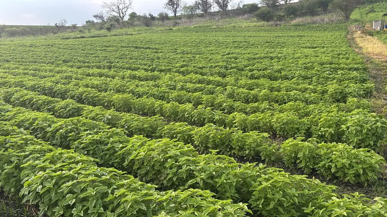 Campo de menta Aroma de Huerto